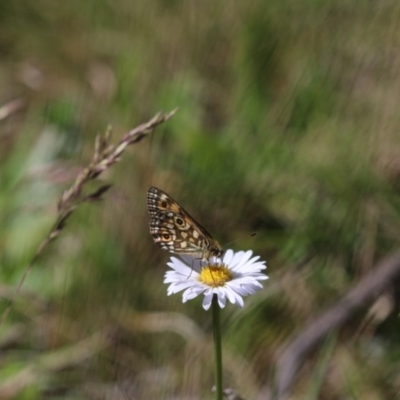 Oreixenica orichora (Spotted Alpine Xenica) at Namadgi National Park - 24 Dec 2017 by PeterR