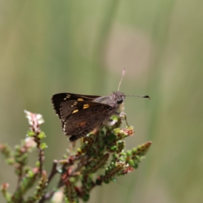 Trapezites phigalioides (Montane Ochre) at Cotter River, ACT - 24 Dec 2017 by PeterR