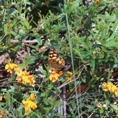 Heteronympha solandri (Solander's Brown) at Namadgi National Park - 24 Dec 2017 by PeterR