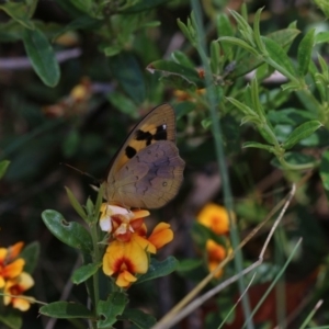 Heteronympha solandri at Cotter River, ACT - 24 Dec 2017 01:45 PM