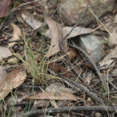 Neolucia hobartensis (Montane Heath-blue) at Namadgi National Park - 24 Dec 2017 by PeterR