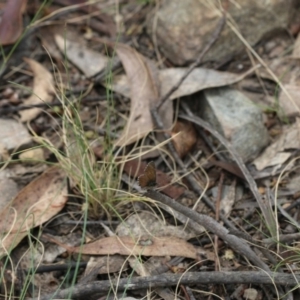 Neolucia hobartensis at Cotter River, ACT - 24 Dec 2017