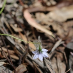 Zizina otis (Common Grass-Blue) at Namadgi National Park - 24 Dec 2017 by PeterR