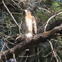 Hieraaetus morphnoides (Little Eagle) at Molonglo Valley, ACT - 12 Feb 2012 by AndrewZelnik