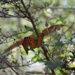 Geitoneura acantha at Paddys River, ACT - 7 Jan 2018