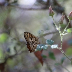 Geitoneura acantha at Paddys River, ACT - 7 Jan 2018 09:17 AM