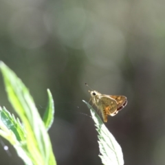 Ocybadistes walkeri (Green Grass-dart) at Tidbinbilla Nature Reserve - 6 Jan 2018 by PeterR