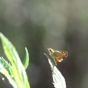 Ocybadistes walkeri at Paddys River, ACT - 7 Jan 2018