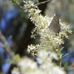 Jalmenus ictinus (Stencilled Hairstreak) at Paddys River, ACT - 7 Jan 2018 by PeterR