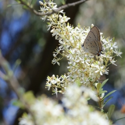 Jalmenus ictinus (Stencilled Hairstreak) at Paddys River, ACT - 7 Jan 2018 by PeterR
