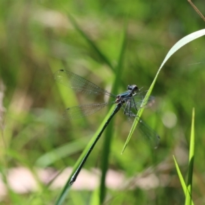 Austroargiolestes icteromelas at Paddys River, ACT - 7 Jan 2018 09:20 AM