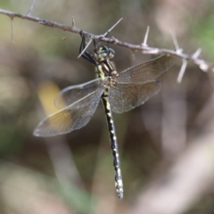 Eusynthemis virgula (Golden Tigertail) at Paddys River, ACT - 7 Jan 2018 by PeterR