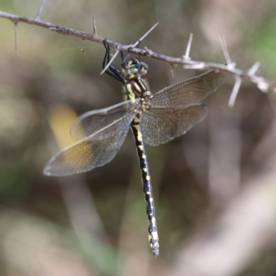 Eusynthemis virgula (Golden Tigertail) at Paddys River, ACT - 7 Jan 2018 by PeterR
