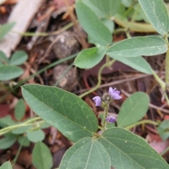 Glycine tabacina (Variable Glycine) at Jerrabomberra Grassland - 8 Jan 2018 by nath_kay