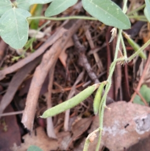 Glycine tabacina at Hume, ACT - 9 Jan 2018