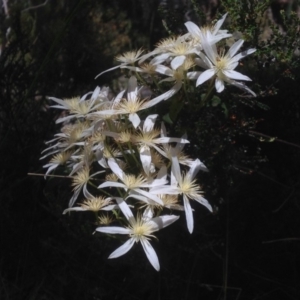 Clematis aristata at Cotter River, ACT - 24 Dec 2017 01:54 PM