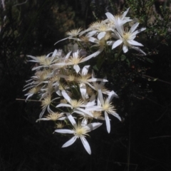 Clematis aristata (Mountain Clematis) at Cotter River, ACT - 24 Dec 2017 by PeterR