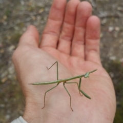 Mantodea (order) (Unidentified praying mantis) at Jerrabomberra Grassland - 8 Jan 2018 by nath_kay