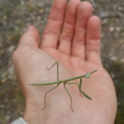 Mantodea (order) (Unidentified praying mantis) at Hume, ACT - 9 Jan 2018 by nathkay