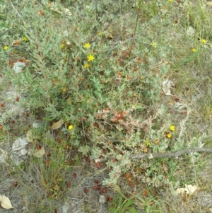 Hibbertia obtusifolia at Jerrabomberra, ACT - 8 Jan 2018