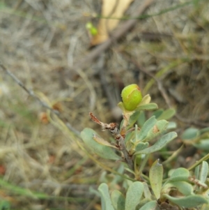 Hibbertia obtusifolia at Jerrabomberra, ACT - 8 Jan 2018