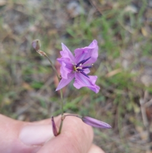 Arthropodium fimbriatum at Jerrabomberra Grassland - 10 Jan 2018