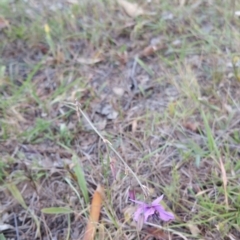 Arthropodium fimbriatum at Jerrabomberra Grassland - 10 Jan 2018 10:07 AM