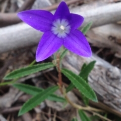 Wahlenbergia gloriosa (Royal Bluebell) at Cotter River, ACT - 24 Dec 2017 by PeterR