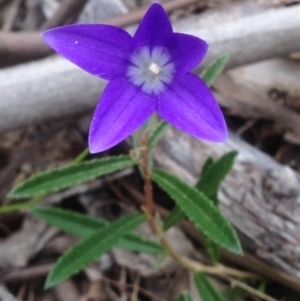 Wahlenbergia gloriosa at Cotter River, ACT - 24 Dec 2017