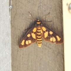 Amata (genus) (Handmaiden Moth) at Paddys River, ACT - 10 Jan 2018 by JohnBundock