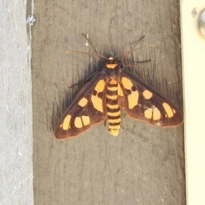 Amata (genus) (Handmaiden Moth) at Paddys River, ACT - 9 Jan 2018 by JohnBundock