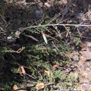 Bossiaea buxifolia at Hughes, ACT - 10 Jan 2018