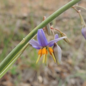 Dianella sp. aff. longifolia (Benambra) at Michelago, NSW - 26 Dec 2017 12:47 PM