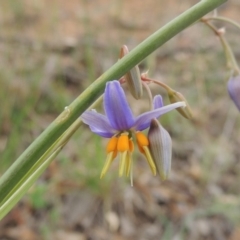 Dianella sp. aff. longifolia (Benambra) (Pale Flax Lily, Blue Flax Lily) at Michelago, NSW - 26 Dec 2017 by michaelb