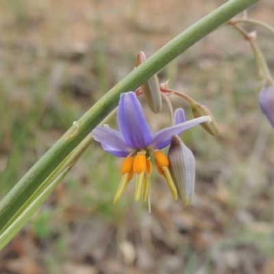 Dianella sp. aff. longifolia (Benambra) (Pale Flax Lily, Blue Flax Lily) at Michelago, NSW - 26 Dec 2017 by michaelb