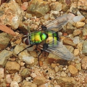 Rutilia (Chrysorutilia) formosa at Gibraltar Pines - 10 Jan 2018 08:13 AM