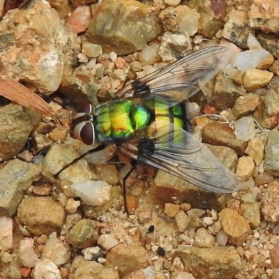 Rutilia (Chrysorutilia) formosa (A Bristle fly) at Paddys River, ACT - 9 Jan 2018 by JohnBundock