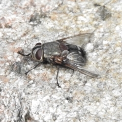 Rutilia (Donovanius) sp. (genus & subgenus) (A Bristle Fly) at Paddys River, ACT - 10 Jan 2018 by JohnBundock