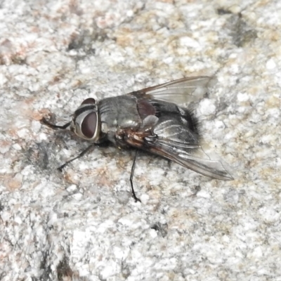 Rutilia (Donovanius) sp. (genus & subgenus) (A Bristle Fly) at Paddys River, ACT - 10 Jan 2018 by JohnBundock
