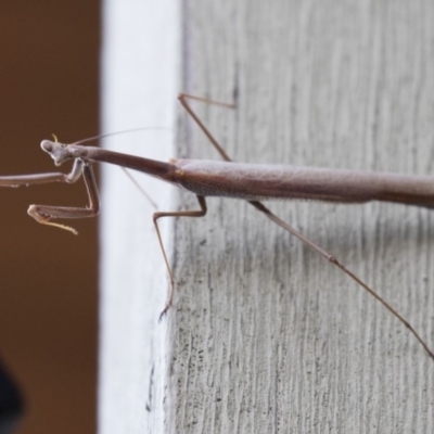 Archimantis sp. (genus) (Large Brown Mantis) at Illilanga & Baroona - 7 Jan 2018 by Illilanga