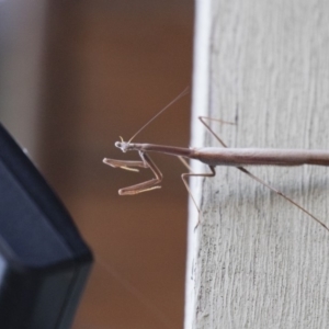 Archimantis sp. (genus) at Michelago, NSW - 7 Jan 2018