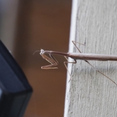 Archimantis sp. (genus) at Michelago, NSW - 7 Jan 2018