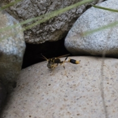 Sceliphron laetum (Common mud dauber wasp) at Illilanga & Baroona - 7 Jan 2018 by Illilanga