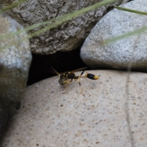 Sceliphron laetum at Michelago, NSW - 7 Jan 2018 07:01 PM