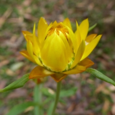 Xerochrysum bracteatum (Golden Everlasting) at Farringdon, NSW - 9 Jan 2018 by Christine