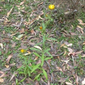 Xerochrysum bracteatum at Farringdon, NSW - 10 Jan 2018