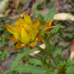 Xerochrysum bracteatum at Farringdon, NSW - 10 Jan 2018