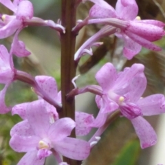 Dipodium roseum (Rosy Hyacinth Orchid) at Farringdon, NSW - 10 Jan 2018 by Christine