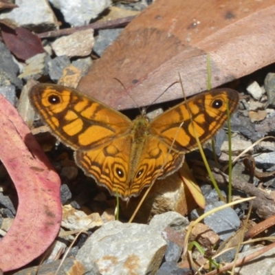 Geitoneura acantha (Ringed Xenica) at QPRC LGA - 9 Jan 2018 by Christine