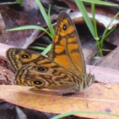 Geitoneura acantha at Farringdon, NSW - 10 Jan 2018